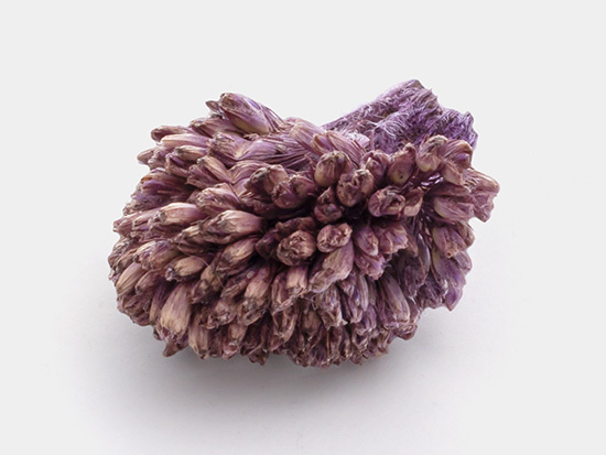 Small dried plant